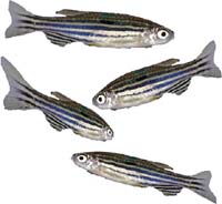 amphetamine-free zebrafish